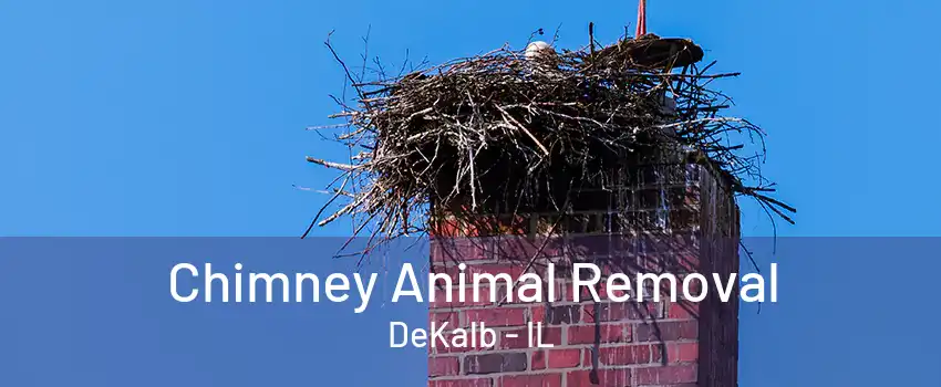 Chimney Animal Removal DeKalb - IL