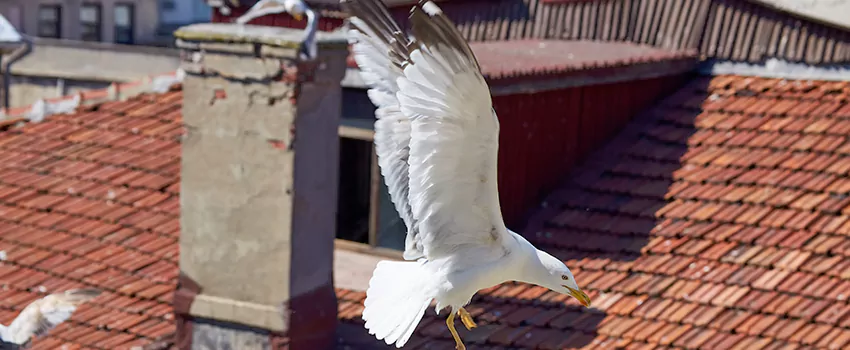 Residential Chimney Animal Removal Solution in DeKalb, IL